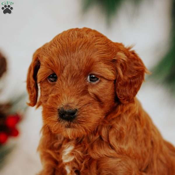 Charlie Brown, Mini Goldendoodle Puppy